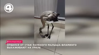 Отбился от стаи: раненого малыша-фламинго выхаживают на Урале Отбился от стаи: раненого малыша-фламинго выхаживают на Урале