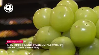 А вы пробовали? Уральцы раскупают гигантский виноград А вы пробовали? Уральцы раскупают гигантский виноград