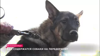 Как содержатся собаки на передержке? Как содержатся собаки на передержке?