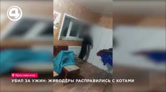 Убил за ужин: живодёры расправились с котами Убил за ужин: живодёры расправились с котами