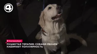 Пушистая терапия: собаки-лекари набирают популярность Пушистая терапия: собаки-лекари набирают популярность
