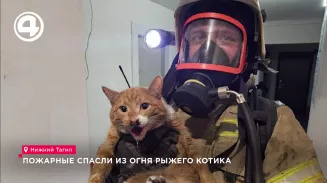 Пожарные спасли из огня рыжего котика Пожарные спасли из огня рыжего котика