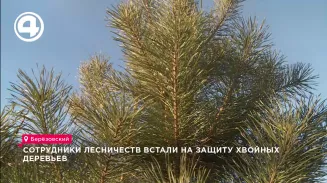 Сотрудники лесничеств встали на защиту хвойных деревьев