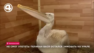 Не смог улететь: пеликан Вася остался зимовать на Урале Не смог улететь: пеликан Вася остался зимовать на Урале