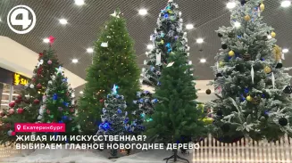 На Среднем Урале стартовала кампания по заготовке елей к Новому году На Среднем Урале стартовала кампания по заготовке елей к Новому году