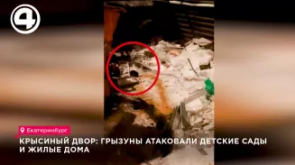 Грызуны атаковали детские сады и жилые дома на Эльмаше Грызуны атаковали детские сады и жилые дома на Эльмаше