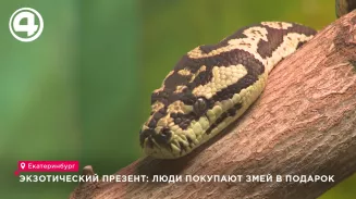 Экзотический презент: люди покупают змей в подарок Экзотический презент: люди покупают змей в подарок