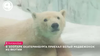 В зоопарк Екатеринбурга приехал белый медвежонок из Якутии В зоопарк Екатеринбурга приехал белый медвежонок из Якутии