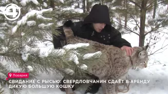 Свидание с рысью: свердловчанин сдаёт в аренду дикую большую кошку Свидание с рысью: свердловчанин сдаёт в аренду дикую большую кошку