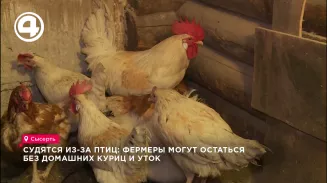 Судятся из-за птиц: фермеры могут остаться без домашних куриц и уток