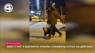 Сбил с ног и вцепился зубами: стаффорд напал на девушку Сбил с ног и вцепился зубами: стаффорд напал на девушку