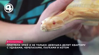 Пригрела змей и не только: девушка делит квартиру с удавами, черепахами, пауками и котом Пригрела змей и не только: девушка делит квартиру с удавами, черепахами, пауками и котом