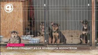 Собаки страдают из-за конфликта волонтёров Собаки страдают из-за конфликта волонтёров