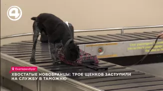 Хвостатые новобранцы: трое щенков заступили на службу в таможню Хвостатые новобранцы: трое щенков заступили на службу в таможню