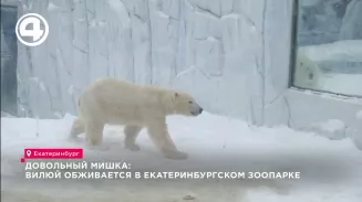 Довольный мишка: Вилюй обживается в екатеринбургском зоопарке Довольный мишка: Вилюй обживается в екатеринбургском зоопарке