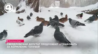 Свердловский депутат предложил штрафовать за кормление голубей Свердловский депутат предложил штрафовать за кормление голубей