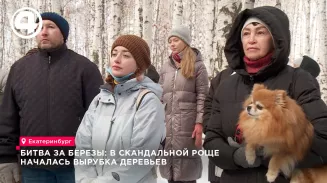 Битва за березы: в скандальной роще началась вырубка деревьев Битва за березы: в скандальной роще началась вырубка деревьев