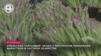 Уральская Голландия: около 2 миллионов тюльпанов вырастили в частном хозяйстве Уральская Голландия: около 2 миллионов тюльпанов вырастили в частном хозяйстве