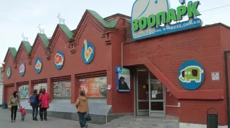 Трое кенгурят родились в Екатеринбургском зоопарке Трое кенгурят родились в Екатеринбургском зоопарке