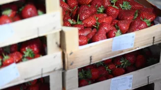 На Урал прибыла первая партия клубники из Киргизии На Урал прибыла первая партия клубники из Киргизии