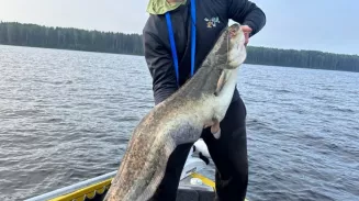 Свердловские рыбаки выловили сома размером с человека на Каме Свердловские рыбаки выловили сома размером с человека на Каме