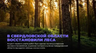 В Свердловской области восстановили леса В Свердловской области восстановили леса