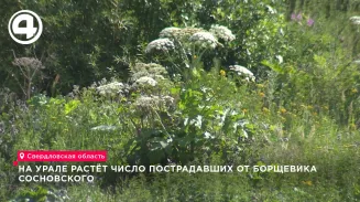 На Урале растёт число пострадавших от борщевика Сосновского