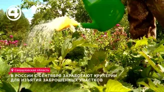 Новые правила для изъятия заброшенных участков появятся в России