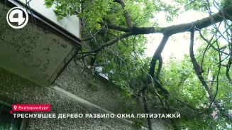 Клён побил окна пятиэтажки в Екатеринбурге