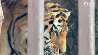 Тигры Джуна и Джагар принимали гостей в зоопарке Тигры Джуна и Джагар принимали гостей в зоопарке