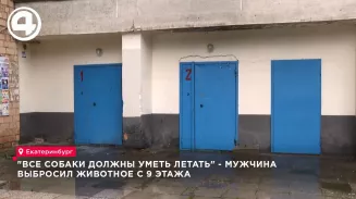 Мужчина выбросил собаку с 9 этажа в Екатеринбурге Мужчина выбросил собаку с 9 этажа в Екатеринбурге