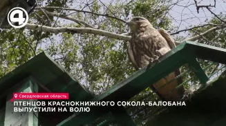 Птенцов сокола-балобана выпустили на волю Птенцов сокола-балобана выпустили на волю