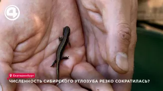 Численность сибирского углозуба резко сократилась?