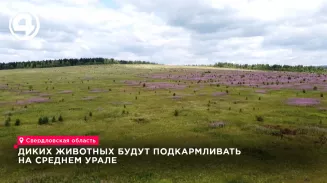 Диких животных будут подкармливать на Среднем Урале Диких животных будут подкармливать на Среднем Урале