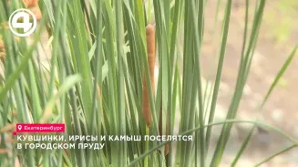 Московский камыш, кувшинки и ирисы поселятся в центре Екатеринбурга
