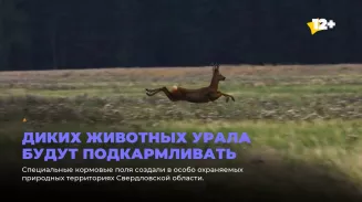 Диких животных Урала будут подкармливать