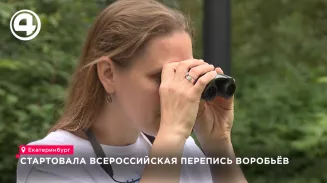 Перепись воробьиного населения проходит в Свердловской области