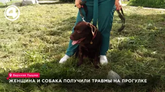 Женщина и собака получили травмы на прогулке в Верхней Пышме