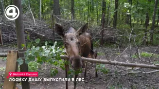 Спасенную в Верхней Пышме лосиху Дашу отпустили на волю