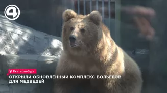 В зоопарке Екатеринбурга открыли обновлённый комплекс вольеров для медведей