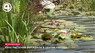 3500 растений высадили в центре Екатеринбурга