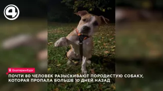 Почти 80 человек разыскивают породистую собаку, которая пропала более 10 дней назад