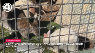 В Екатеринбургском зоопарке появился необычный житель В Екатеринбургском зоопарке появился необычный житель
