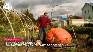 Уральский садовод вырастил тыкву-гигант весом 360 кг Уральский садовод вырастил тыкву-гигант весом 360 кг