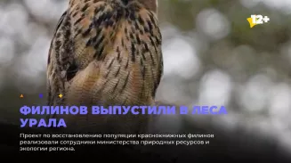Филинов выпустили в леса Урала Филинов выпустили в леса Урала