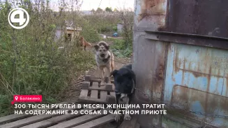 300 тысяч рублей в месяц женщина тратит на содержание 30 собак в частном приюте
