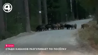 Стадо кабанов разгуливает по посёлку Стадо кабанов разгуливает по посёлку