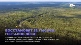 Восстановят 32 тысячи гектаров леса Восстановят 32 тысячи гектаров леса