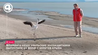 Фламинго Кешу уральские зоозащитники выпустили на волю у берегов Крыма Фламинго Кешу уральские зоозащитники выпустили на волю у берегов Крыма