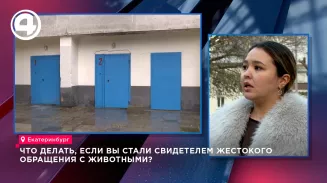 Что делать, если вы стали свидетелем жестокого обращения с животными? Что делать, если вы стали свидетелем жестокого обращения с животными?